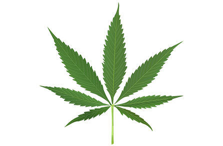 Isolated Cannabis Leaf